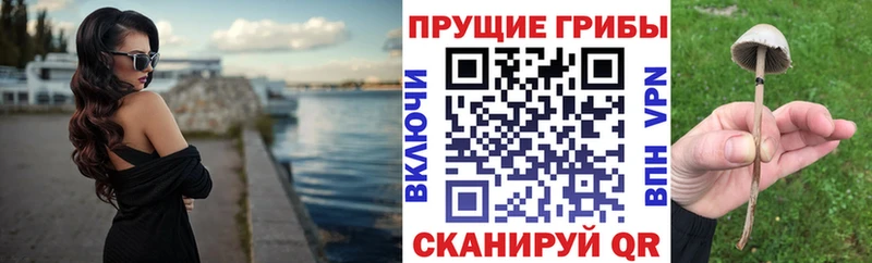 Купить закладки  Зима  Псилоцибиновые грибы Cubensis 
